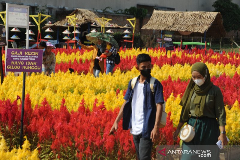 Wisata taman bunga celosia di Palembang