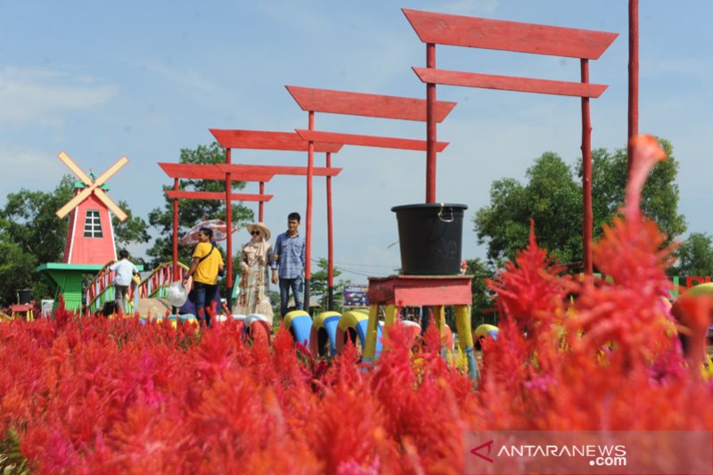 Wisata taman bunga celosia di Palembang