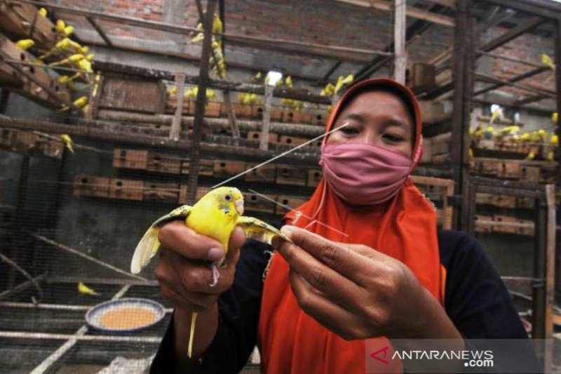 Budi Daya Burung Parkit Di Klaten