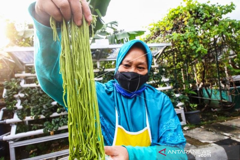 Membuat Mie Dengan Pewarna Sayuran Hidroponik