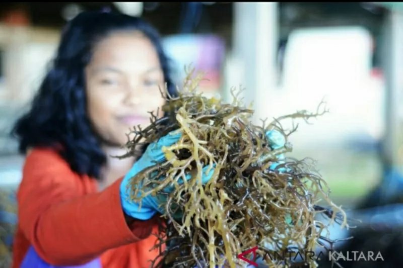Pembudidaya rumput laut Nunukan semangat tingkatkan produksi