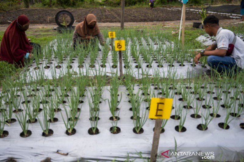 Peningkatan produktivitas tanaman bawang merah
