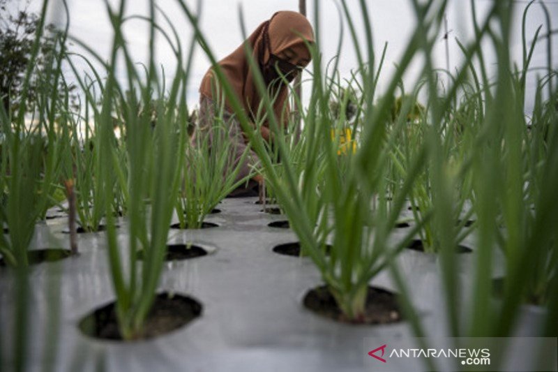 Peningkatan produktivitas tanaman bawang merah