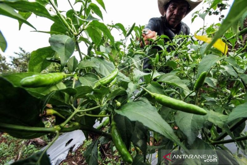 Petani Panen Cabai Rawit