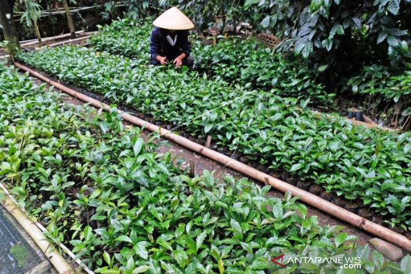 Kopi Arabika Gunung Sumbing