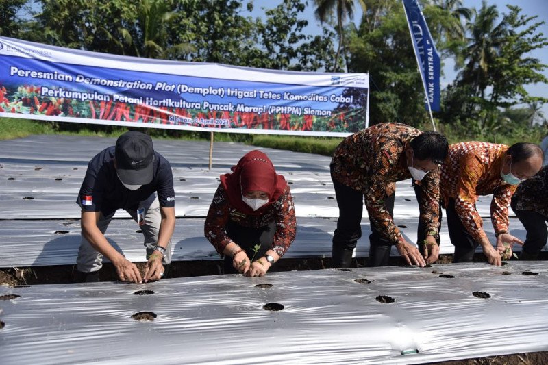 Bupati Sleman resmikan inovasi irigasi tetes lahan cabai