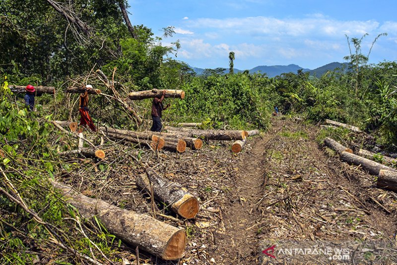 Produksi tebang kayu perhutani