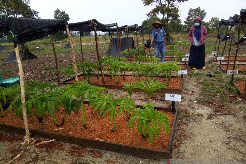 PT Timah kucurkan Rp16 miliar dukung UMKM
