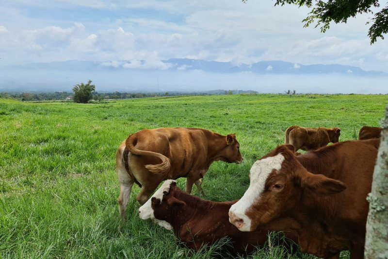 Balai peternakan sapi Payakumbuh bak di Selandia Baru