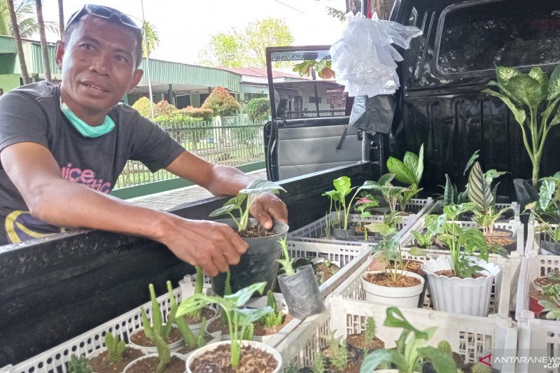 Penjualan Tanaman Hias Di Sisingamangaraja Padang Meningkat Dampak Covid 19 Antara Sumbar