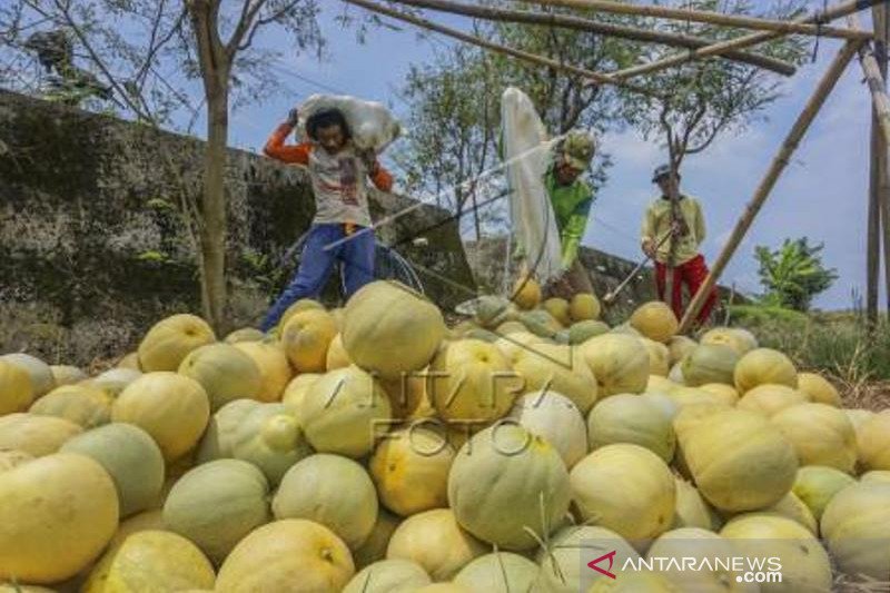 Permintaan Buah Melon Meningkat