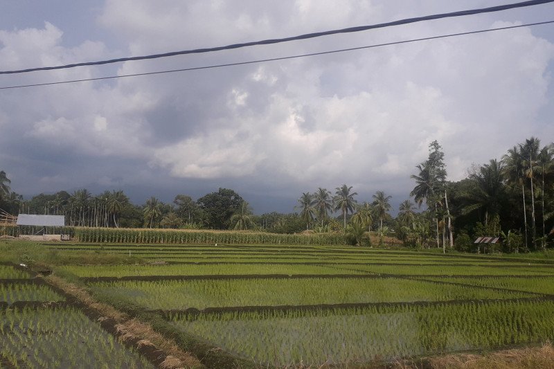 Dalam rangka ini, Pemkab Pasbar segera bangun irigasi di tujuh lokasi