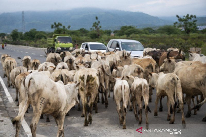 Ketersediaan daging sapi nasional