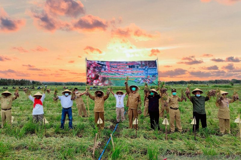 Pemkab Kulon Progo mengoptimalkan sektor pertanian untuk pemulihan ekonomi