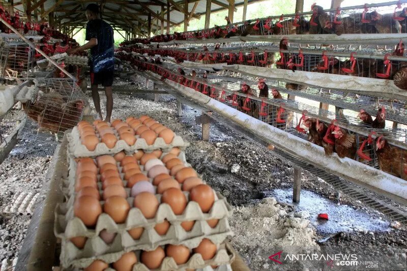 Pemkab Buol berdayakan warga budidaya ayam pedaging berbasis kelompok