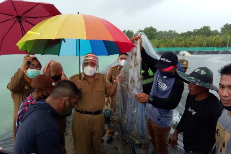 Bupati Buol: Budidaya udang vaname dilakukan dengan pola padat karya