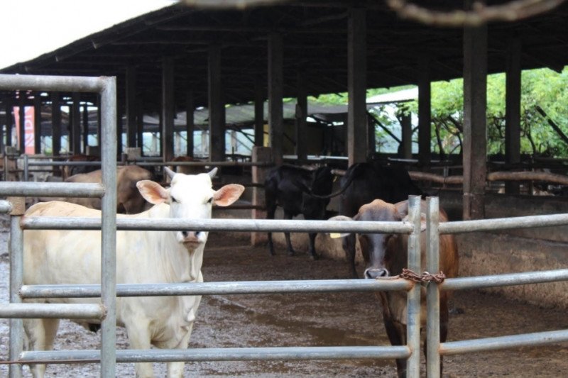 Pengembangan 'desa seribu sapi' di Lampung dorong swasembada daging
