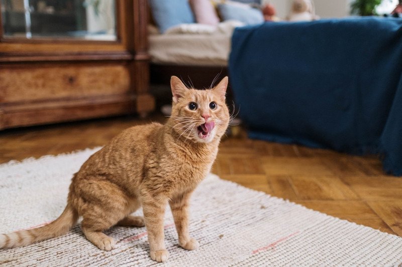 Penularan COVID dari manusia ke kucing ditemukan di Inggris