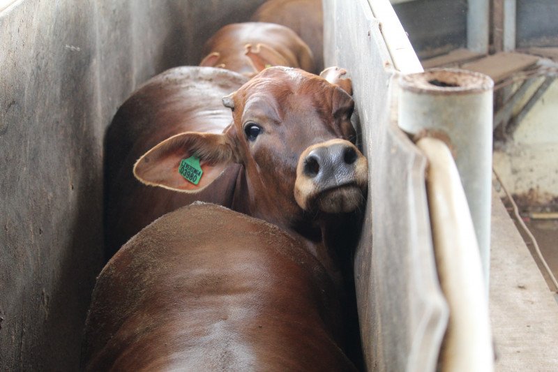 Feedlotter Lampung jamin ketersedian stok sapi jelang Lebaran