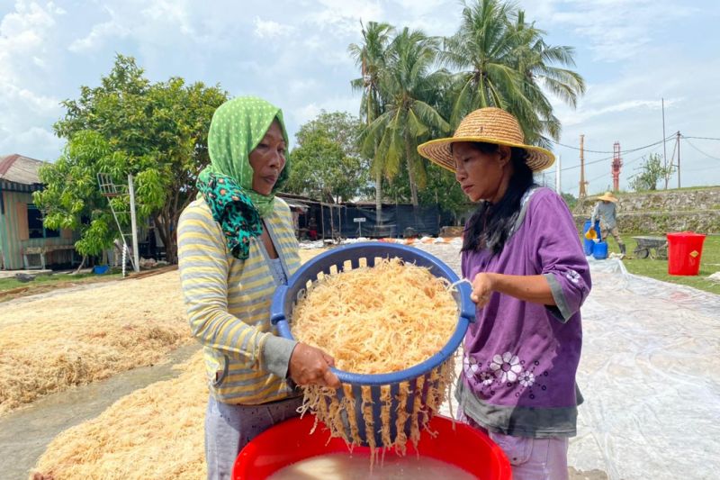 Kini rumput laut yang jadi gantungan hidup warga Pulau Mat Belanda