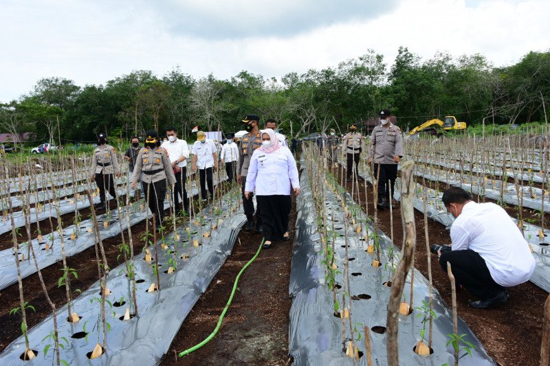 Bupati Bengkalis ajak masyarakat manfaatkan lahan di sekitar rumah