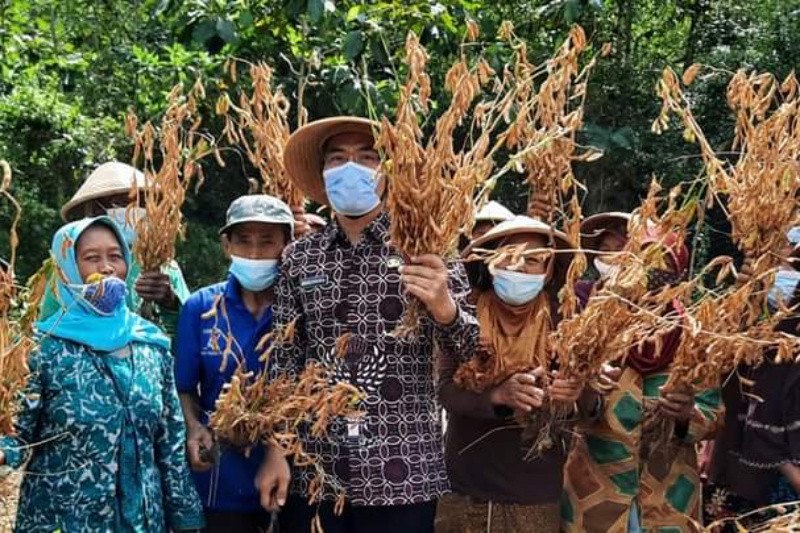 Kelompok tani Bantul panen raya kedelai di bulak Nogosari seluas 9,7 hektare