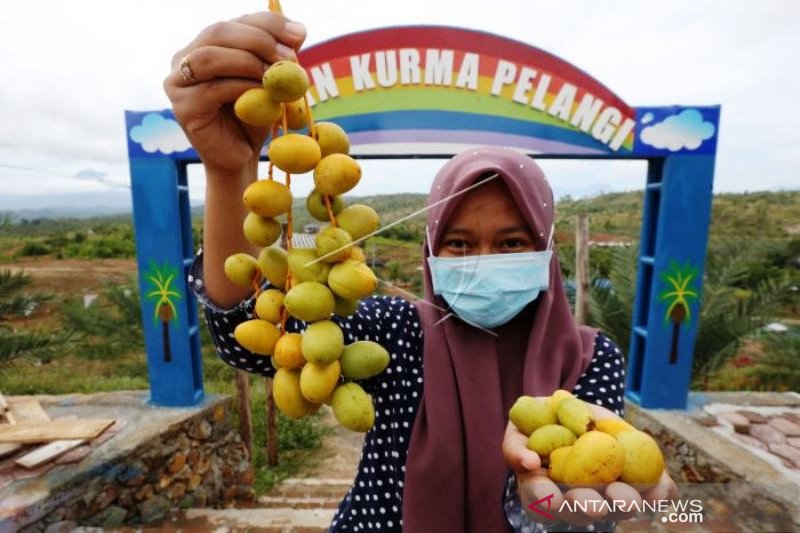 Panen Buah Kurma di Aceh