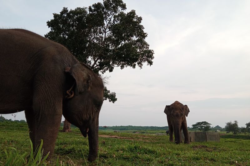 Pusat Latihan Gajah Way Kambas masih tutup
