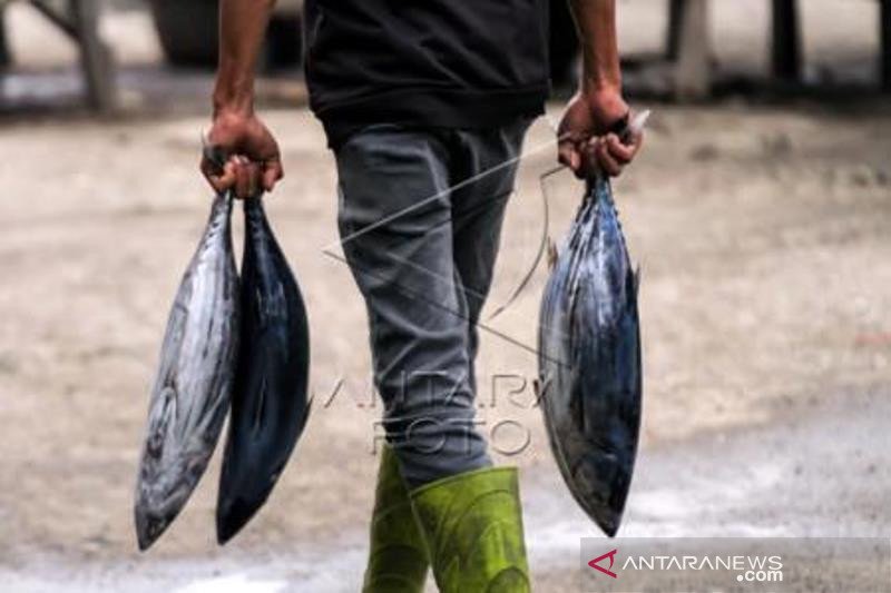 Harga Ikan Segar Naik