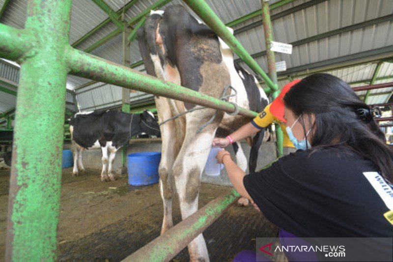 Wisata Eduksi Peternakan Sapi