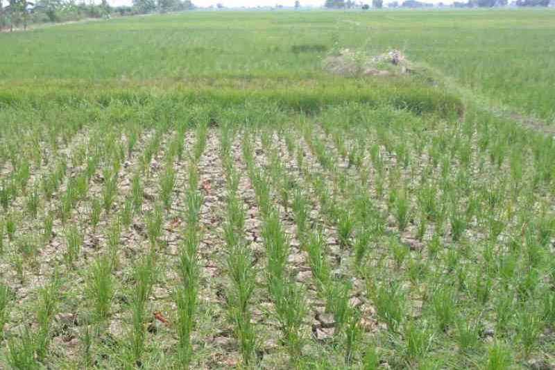 KTNA Indramayu sebut ratusan hektare tanaman padi terancam puso