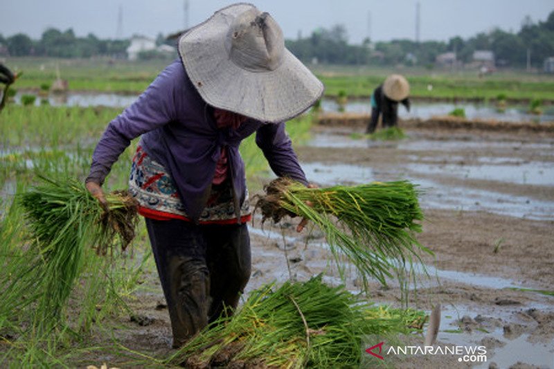 Pekerja sektor pertanian, kehutanan dan perikanan di Sulsel