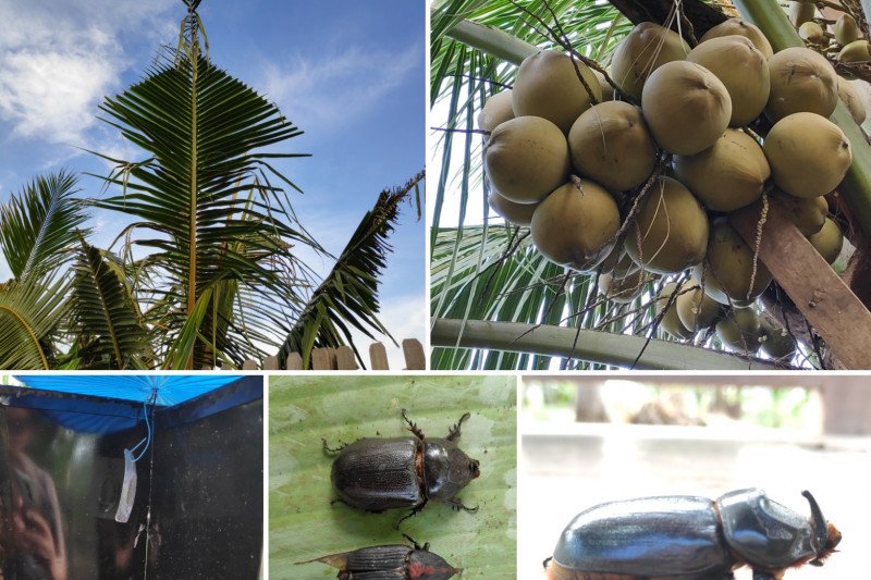 Dosen Muda IPB sebut feromon bisa kendalikan hama kelapa
