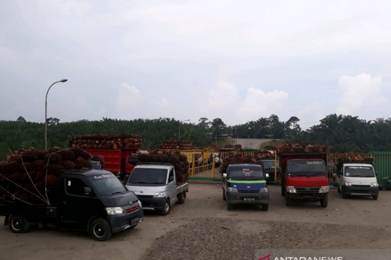 Pabrik tolak TBS sawit petani Mukomuko karena kelebihan pasokan