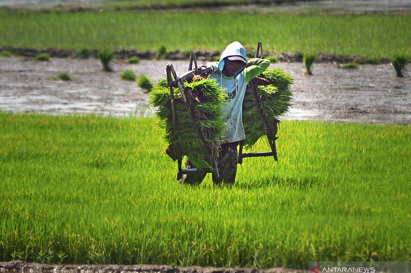 Nilai Tukar Petani naik 0,44 persen pada Mei 2021