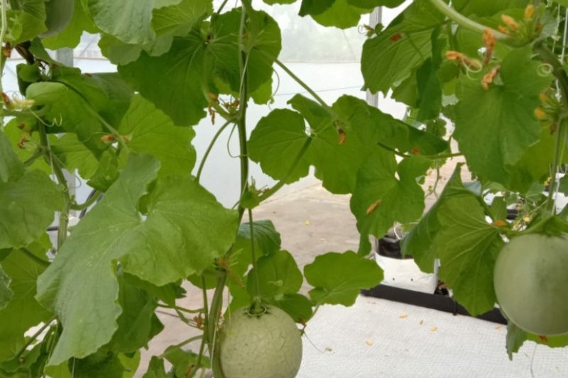 PT Agro Jabar panen melon hasil Smart Greenhouse hidroponik