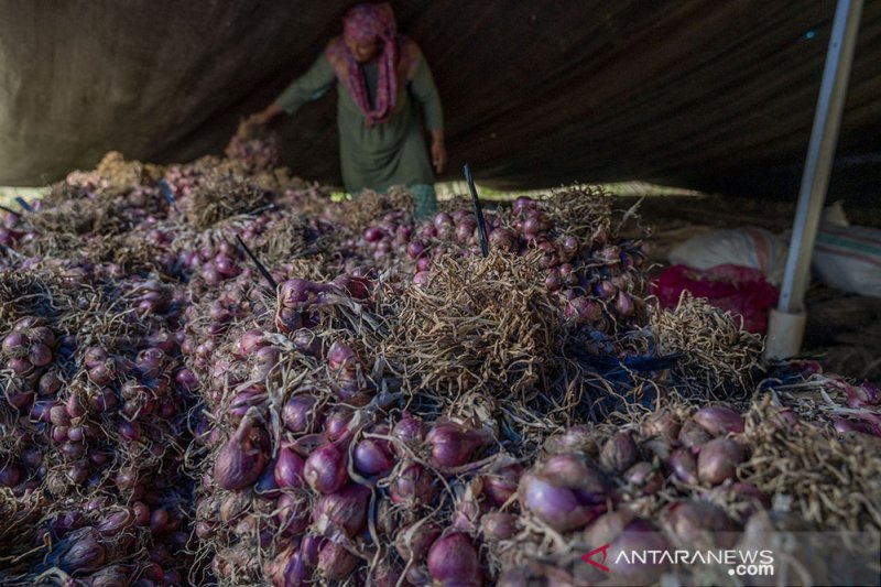 PANEN BAWANG MERAH LEBIH CEPAT