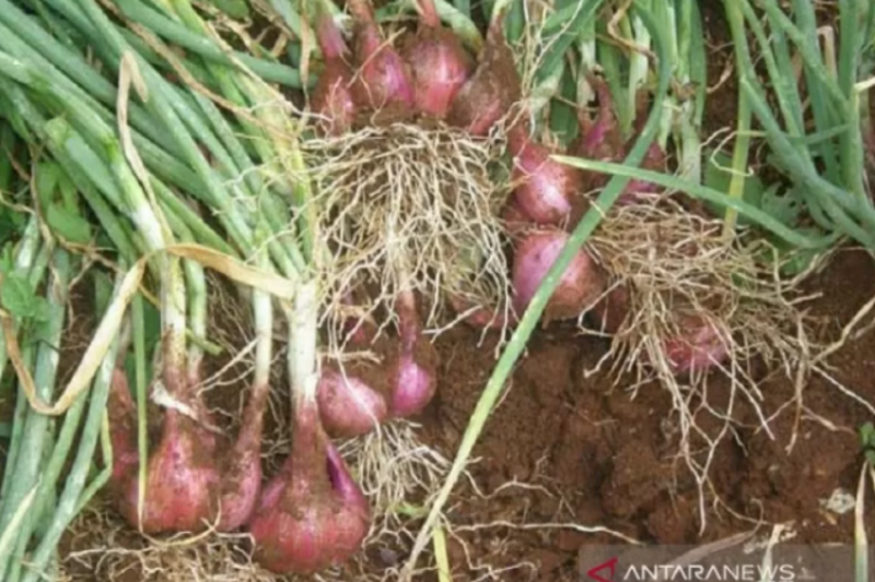 Produksi petani bawang merah binaan BI di Kolaka Utara naik 110 persen