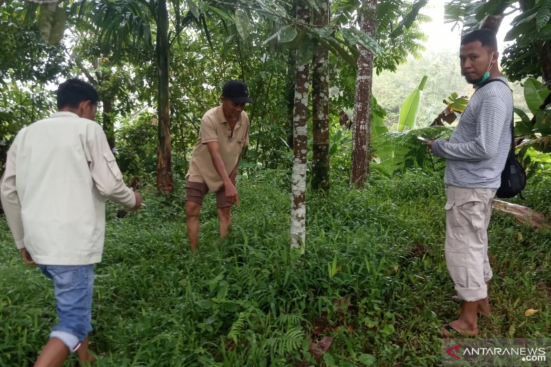 Makhluk misterius kembali muncul di Palembayan Agam, ini kesaksian warga