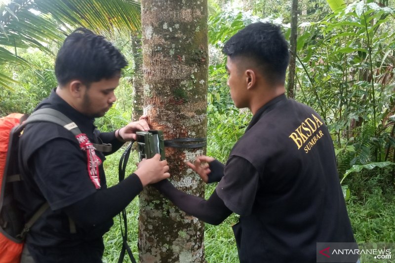 Ungkap makhluk misterius resahkan warga Agam, BKSDA Sumbar pasang kamera trap (Video)
