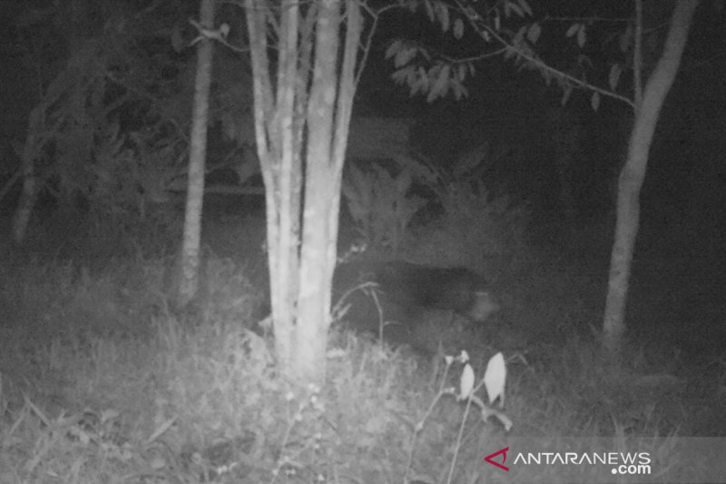 Makhluk misterius hebohkan warga Palembayan agam