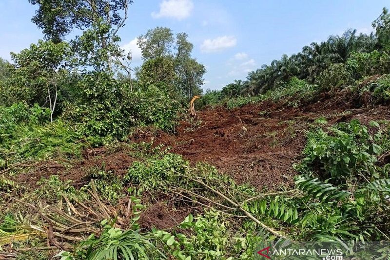 Petani Kampar dan pihak swaata kelola hutan tanpa membakar