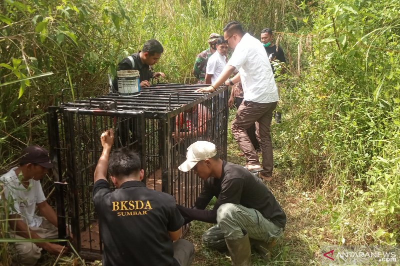 Makhluk misterius di Palembayan teryata beruang, BKSDA pasang perangkap untuk evakuasi (Video)