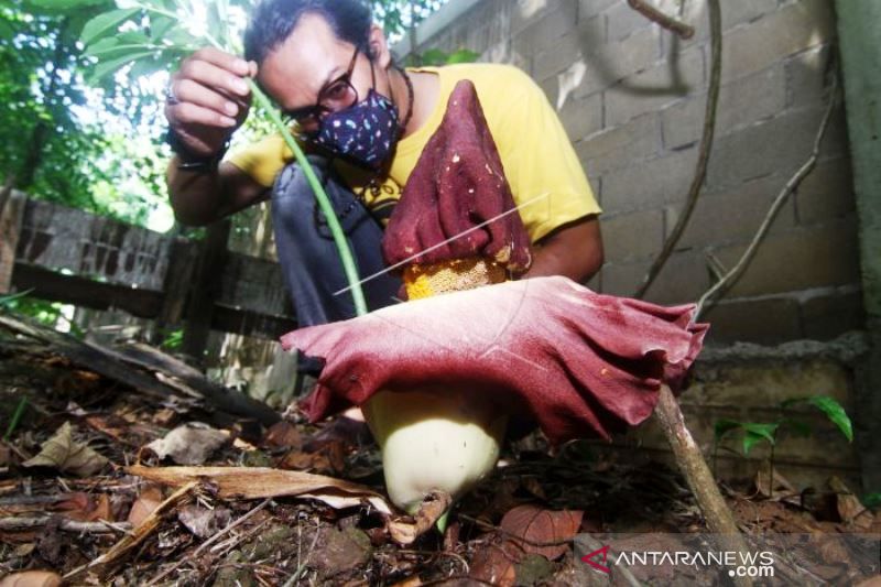 Bunga Bangkai Mekar Di Arboretum Untan Pontianak