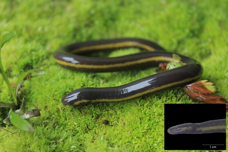 Amphibi tanpa kaki Satwa Langka asal Sumatera yang tak dikenali