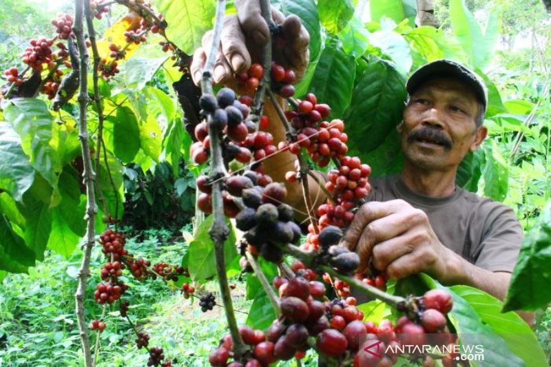 Panen Kopi Gunung Kawi