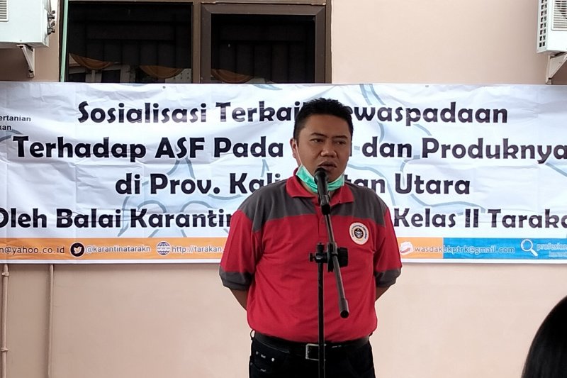 Karantina Pertanian Tunggu Hasil Bvet Terkait Banyak Babi Hutan Mati