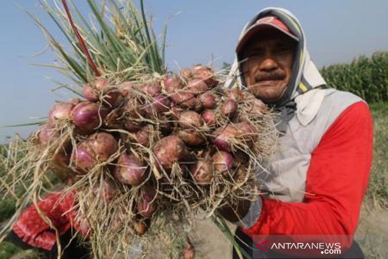 Petani Keluhkan Harga Bawang Merah