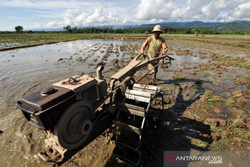Parimo siapkan 100 Ha lahan padi ladang program Upsus Pajala