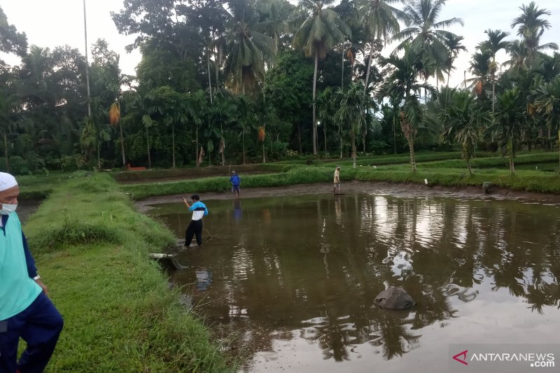 Permintaan bibit ikan nila di Agam meningkat sejak Ramadhan